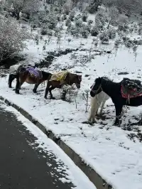 四姑娘山2日遊｜雙橋溝漂流+長坪溝騎馬
