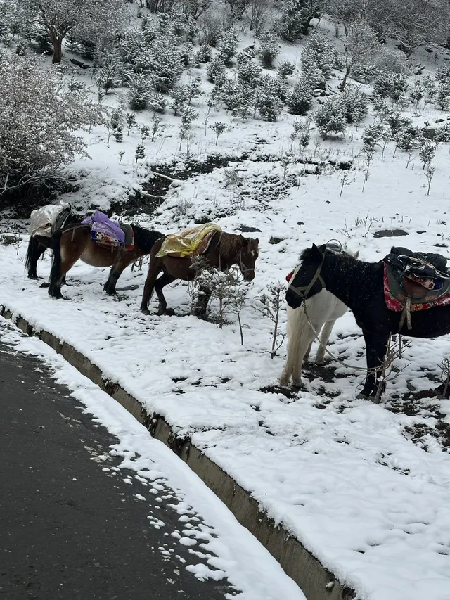 四姑娘山2日遊｜雙橋溝漂流+長坪溝騎馬