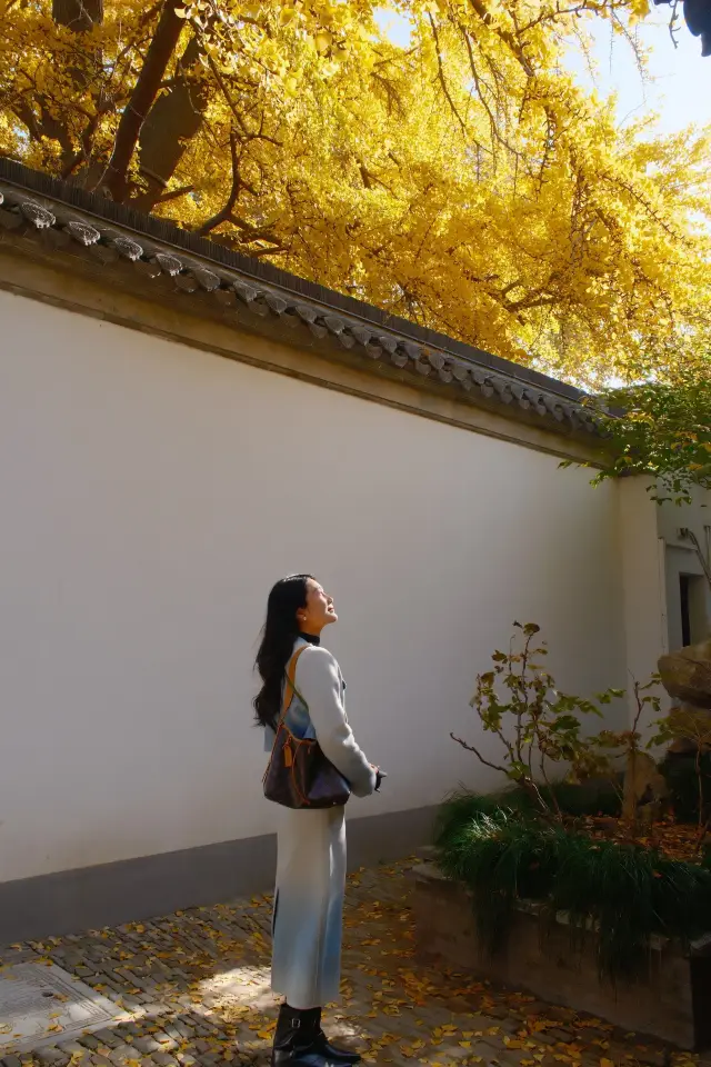 The ginkgo concentration at Shigong Ancestral Hall has reached 100%.