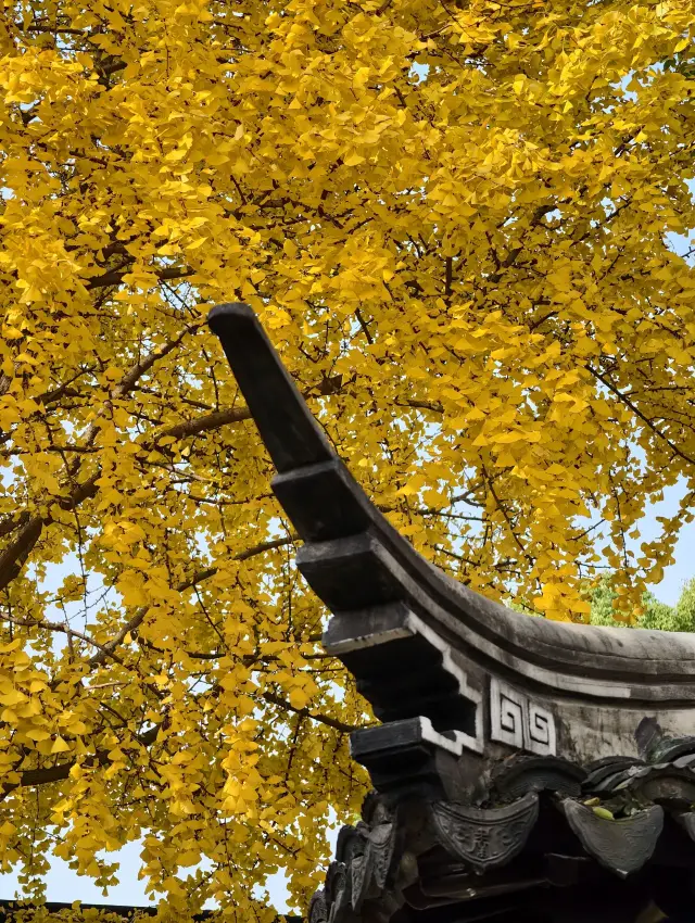 쑤저우!! 정말 예쁜 무료 정원 은행나무가 부족하지 않아요!!