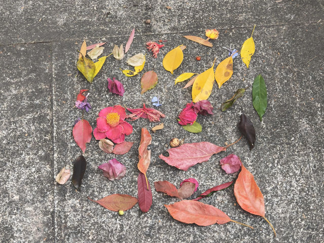 華南植物園拍照吸氧全攻略｜逃離城市計劃來啦