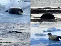 你永遠可以相信一個J人的冰島環島攻略(下)