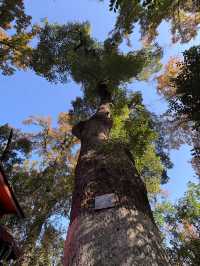 美到失語嶽麓山的絕美楓葉季來啦!