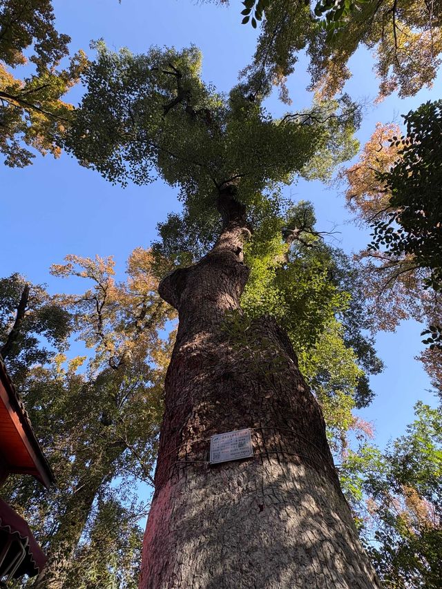 美到失語嶽麓山的絕美楓葉季來啦! 美到失語嶽麓山的絕美楓葉季來啦!