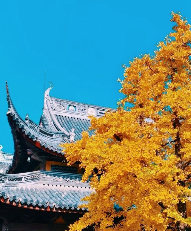 深秋遍地|滬上朱家角|報國寺 深秋遍地|滬上朱家角|報國寺
