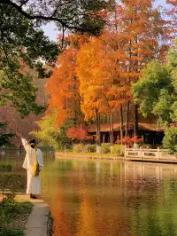 12.1武漢|現實版秋日莫內油畫~地鐵直達