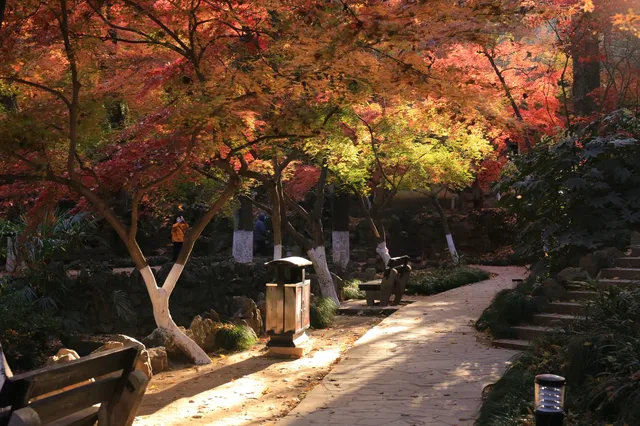 12.3|虞山紅楓進度99% (附路線圖 12.3|虞山紅楓進度99% (附路線圖