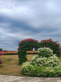 廈門市花島|三角梅花海盛放,住進錦江之星品尚開啟浪漫之旅
