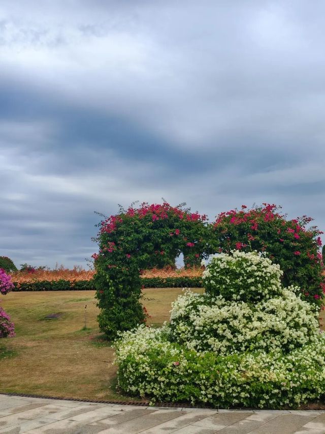 廈門市花島|三角梅花海盛放,住進錦江之星品尚開啟浪漫之旅 廈門市花島|三角梅花海盛放,住進錦江之星品尚開啟浪漫之旅