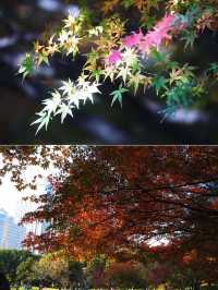 魔都冬日限定延中廣場公園的秘密花園超好拍!