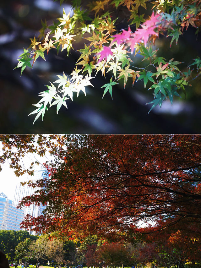 魔都冬日限定延中廣場公園的秘密花園超好拍! 魔都冬日限定延中廣場公園的秘密花園超好拍!