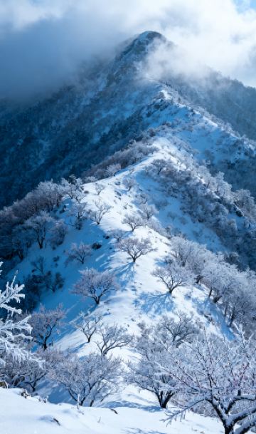 태호 설랑에서 첫 번째로 오월 고매혼을 감상하며, 강남의 빙설 수묵화의 궁극적인 암호를 해독하다