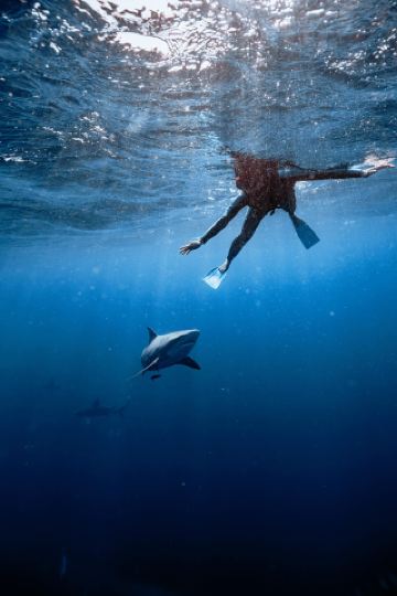 Miami Travel Highly Recommended | Shark Snorkeling 🤿🦈