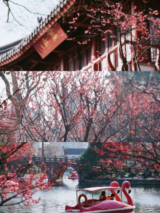 หากต้องการชมดอกบ๊วยในช่วงเทศกาลตรุษจีนที่เซี่ยงไฮ้ คุณต้องไปที่สวนบ๊วยเท่านั้น