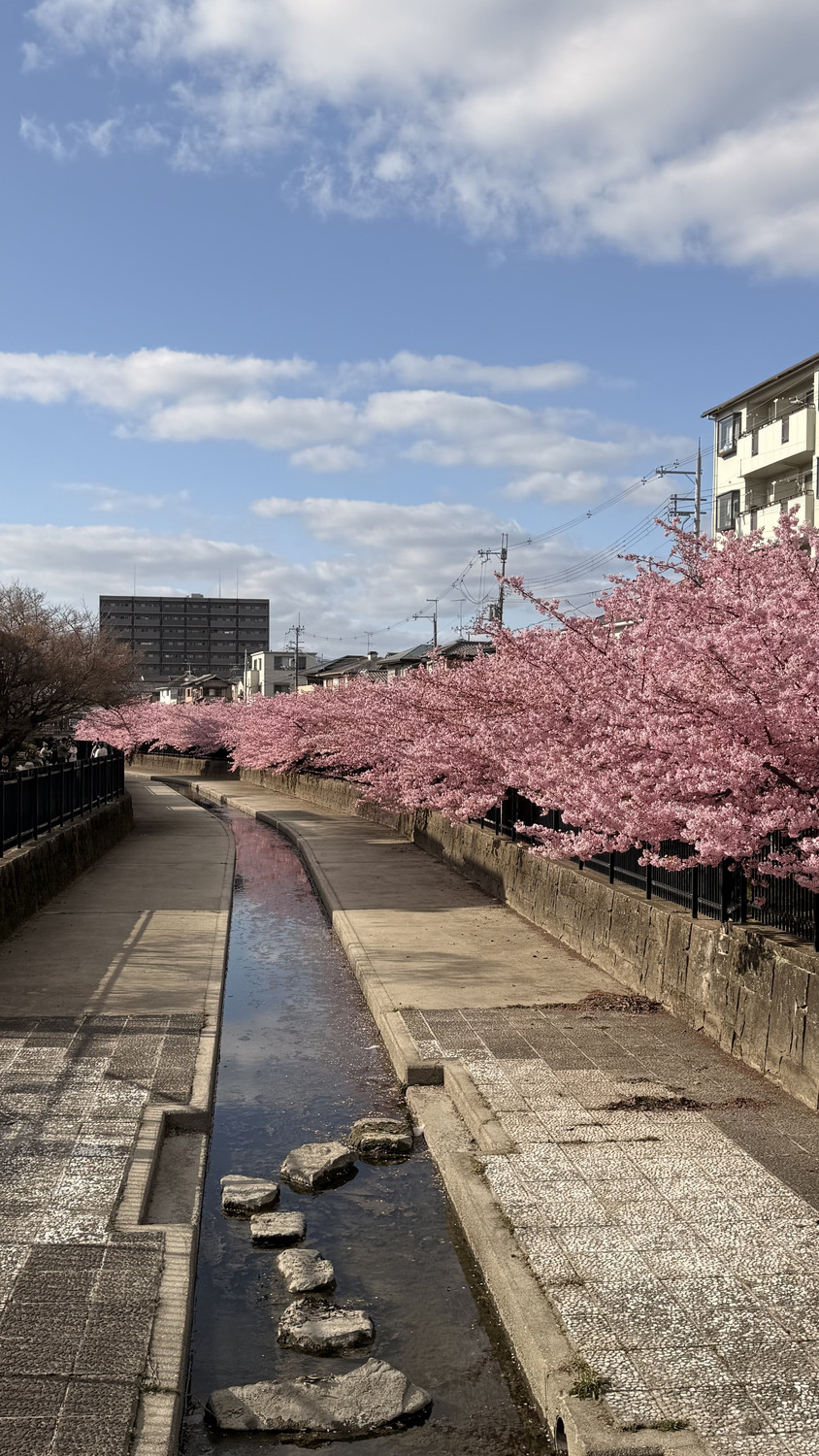大阪の早咲き桜が満開です | Trip.com 河津