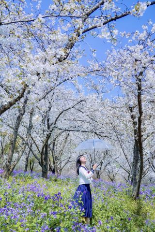 Come to Wuhan East Lake Cherry Blossom Park for a springtime exclusive romance!