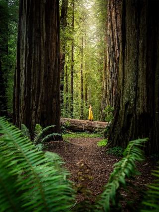 カリフォルニア森林王国チャーターカー旅行｜サンフランシスコ発DIYルート
