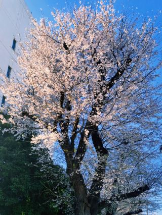 ​相模原の桜色ロマンス｜「新千円札の父」の医学生の殿堂へ歩み寄る