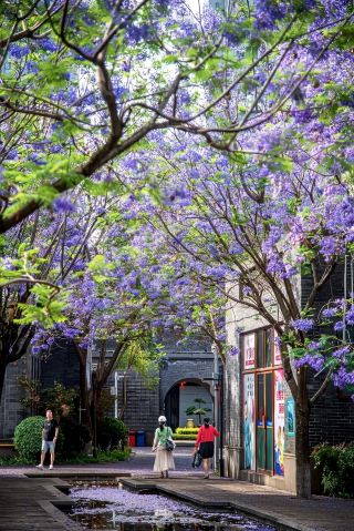 富民上河院のジャカランダが満開、青い煉瓦と黒瓦が中華美学を映し出す