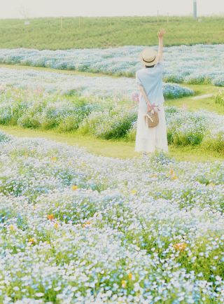 ใครจะเข้าใจ! ทะเลดอกไม้สีฟ้าแห่งนี้ ช่างงดงามและสงบเงียบราวกับในภาพยนตร์ของมิยาซากิ ฮายาโอะ!