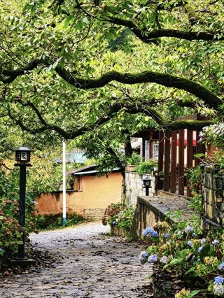 🌿 大理漾濞·雲上村莊：被核桃林擁抱的雲端秘境