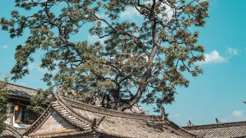 Yunnan's Hidden Gem: The 700-Year Legend of Shiping Confucian Temple, Journey Through Time to Meet the Path of the Top Scholar! — traveler post in Shiping
