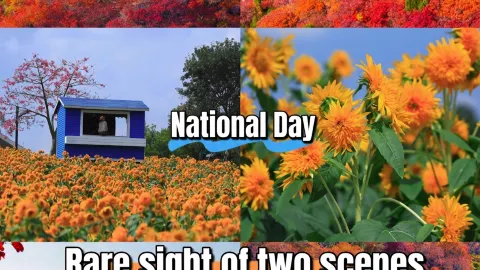Rare dual-scenery view in Shimenfang, Linqu, Weifang! See red leaves + sunflowers in one trip — traveler post in Linqu