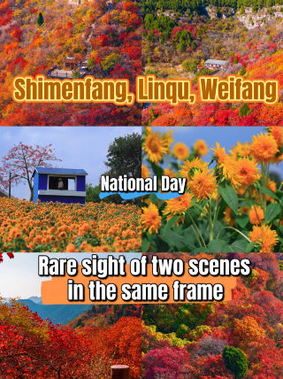 Rare dual-scenery view in Shimenfang, Linqu, Weifang! See red leaves + sunflowers in one trip