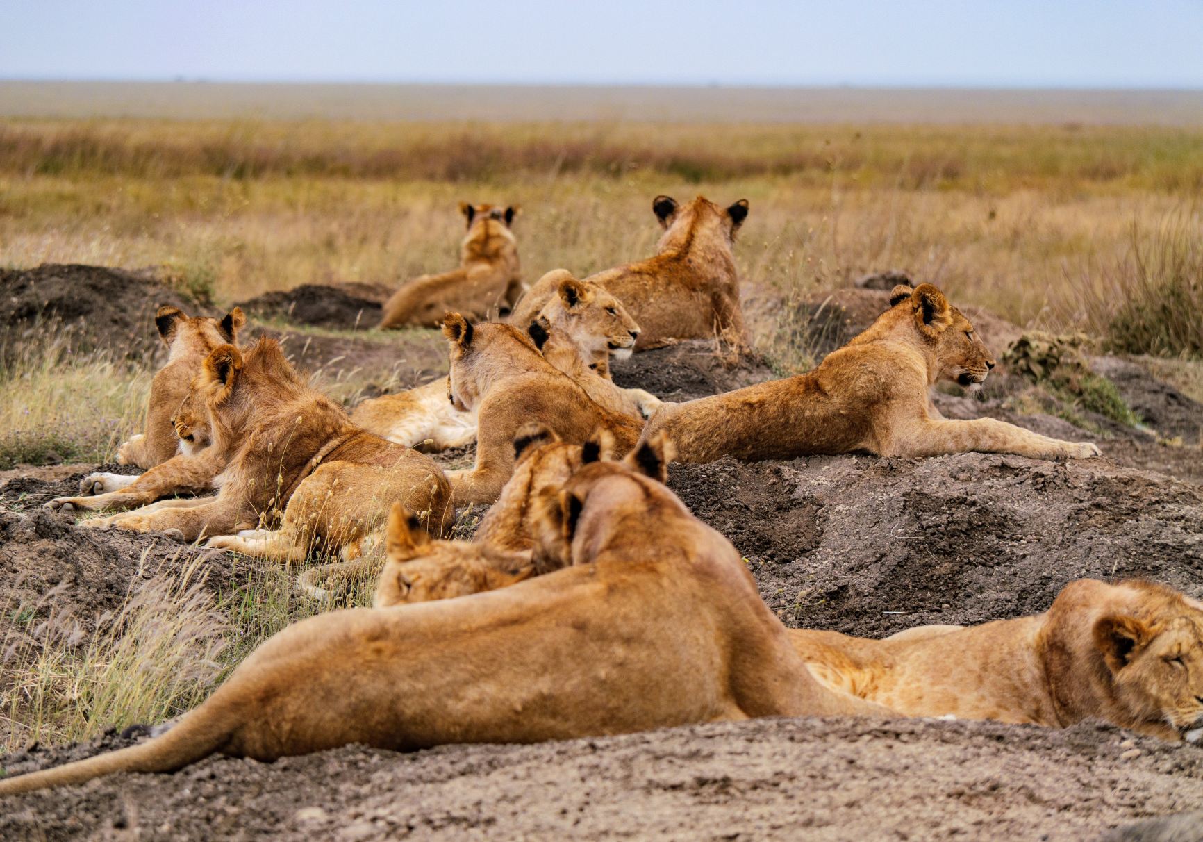 Unforgettable Safari with Excellent Guides and Service