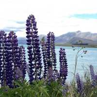 Lake Tekapo