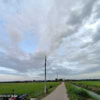 Green Grass of Paddy Field, Natural Beauty 