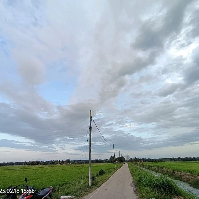 Green Grass of Paddy Field, Natural Beauty 