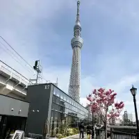淺草賞櫻賞晴空塔😍