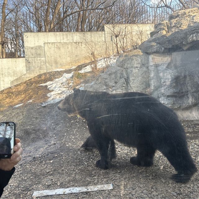 円山動物園 本地人和遊客都值得一遊的地方👍🏻