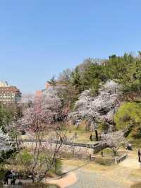 고즈넉한 분위기에 봄꽃 즐기기, “우암사적공원”🌼