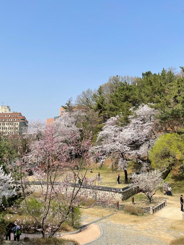 고즈넉한 분위기에 봄꽃 즐기기, “우암사적공원”🌼