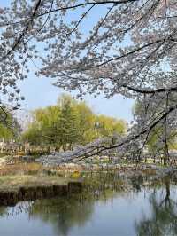 봄꽃놀이는 용산가족공원에서💫💛🌸