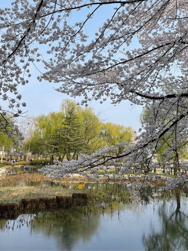 봄꽃놀이는 용산가족공원에서💫💛🌸