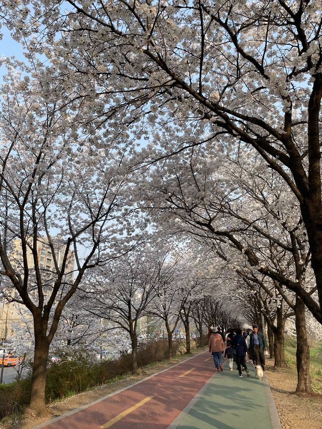 벚꽃 맛집 올림픽공원🌸