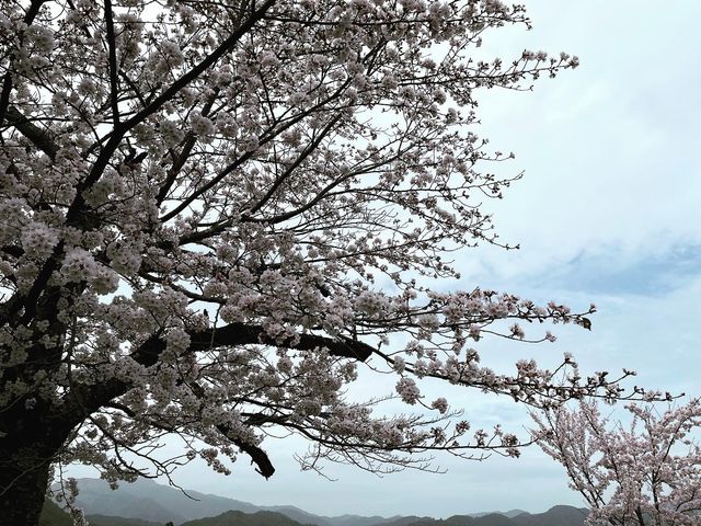 🌸Blooming Sakura in Arashiyama Station🌸