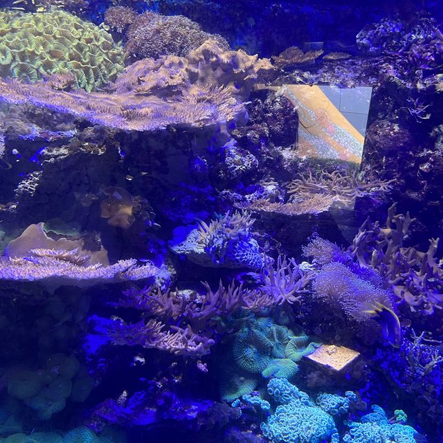 香港親子好去處-旅遊景點之一 海洋公園