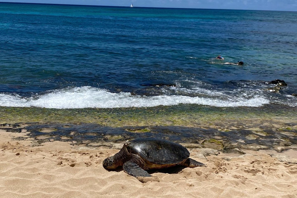 ハワイ/ノースショア】 高確率で海亀に会える! | Trip.com ホノルル ハワイ/ノースショア】 高確率で海亀に会える! | Trip.com ホノルル