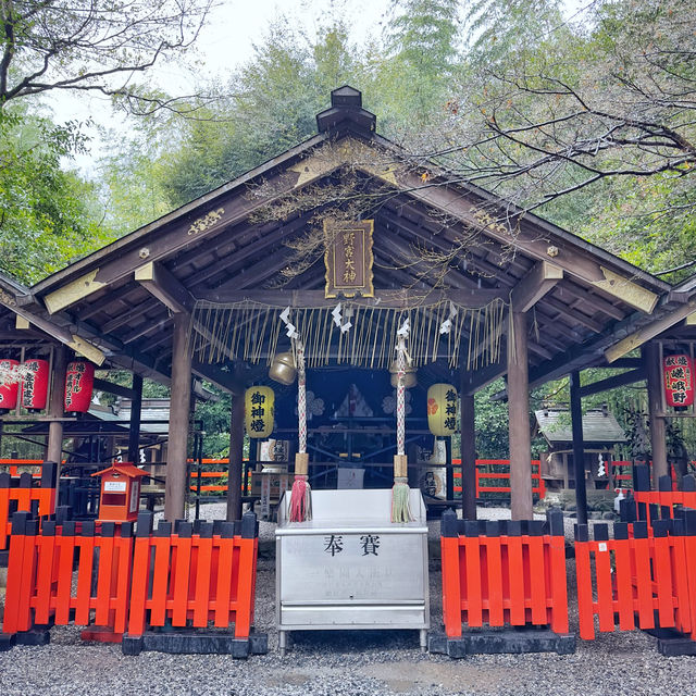 細雨🌦️慢步嵯峨野🎋竹林步道🚶‍♂️