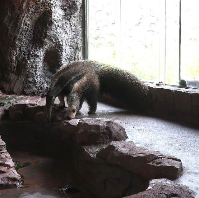 🦁 深圳野生動物園 | 親子好去處 🐼