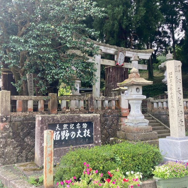 山中温泉　【栢野の大杉 (かやののおおすぎ)]