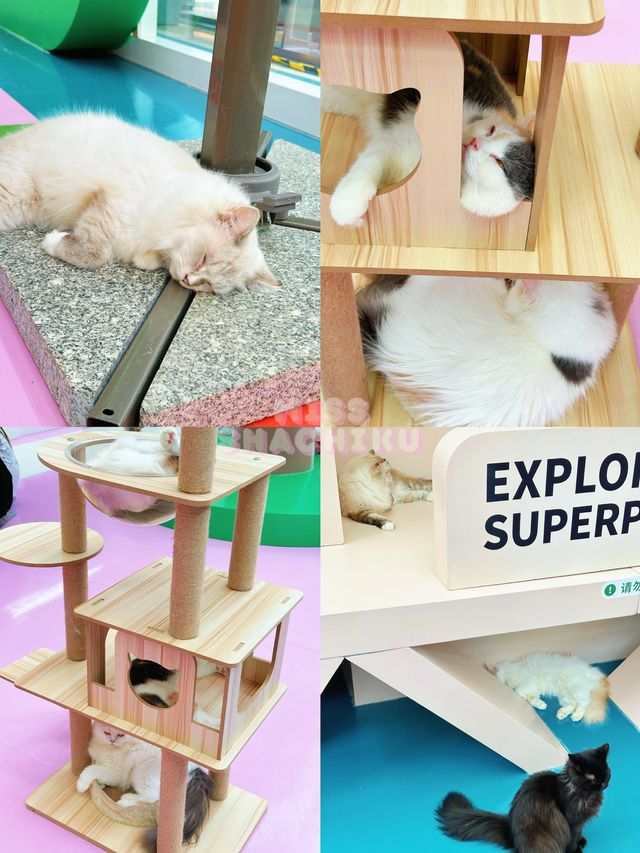 ⭐️一齊喵喵喵🐱商場入面竟然可以玩貓貓🐈‍⬛