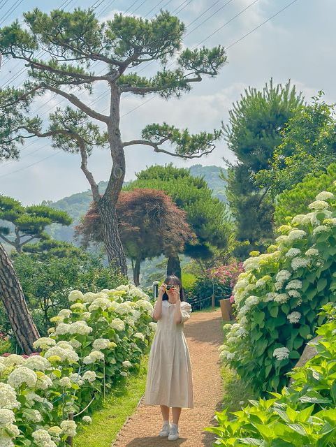 오늘자 실시간 청주 수국 맛집🌸🩵