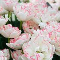 荷蘭🇳🇱盧瑟·花卉展覽活動&花藝創作比賽🌷🍀 Keukenhof 庫肯霍夫
