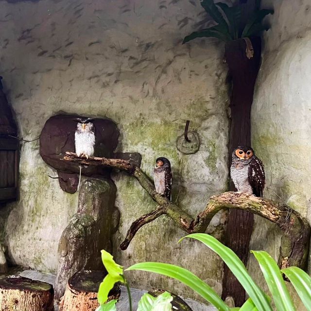 🇲🇾必去景點-吉隆坡飛禽公園