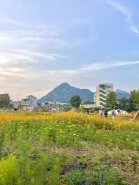 코스모스 밭으로 펼쳐진 인사동 공원, 열린송현 녹지광장🌼
